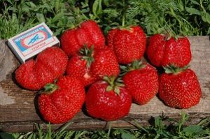 Strawberry Lord - cum să crească și să obțineți o recoltă bogată