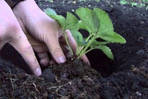 Полуниця лорд - як виростити і отримати багатий урожай