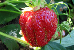 Strawberry Господ описание на сорта, ягода снимка, ревюта, видео