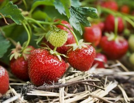 Descrierea categoriei de căpșuni, fotografii ale căpșunilor de grădină, recenzii, videoclipuri