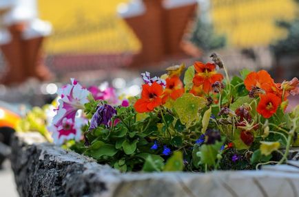 Plăci de flori și bordură, o revistă online pozitivă