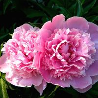 Ha vágott peonies téli