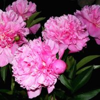 Ha vágott peonies téli