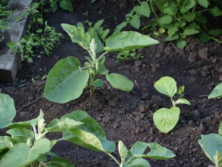 Când să planteze vinete pe răsaduri în termeni de Siberia, recomandări, alegerea soiului