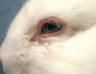 Кокцидіоз - еймеріоз у кроликів