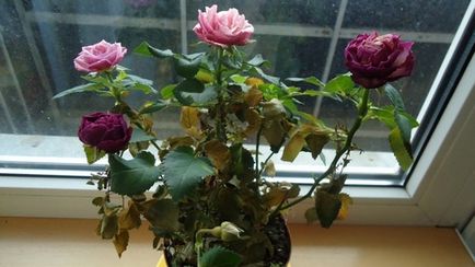 Trandafiri miniaturale interioare - plante de teren deschis, resedinta de vara