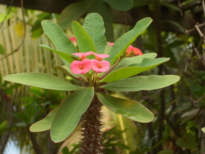 Beltéri (Home) virág kutyatej (Euphorbia) és annak fajok belozhilkovy, fényes, Euphorbia milii