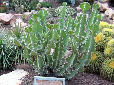 Beltéri (Home) virág kutyatej (Euphorbia) és annak fajok belozhilkovy, fényes, Euphorbia milii