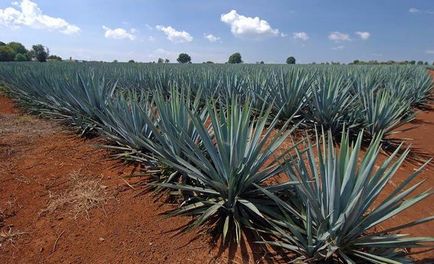 Proprietăți medicinale de floare cu plante agave de plante