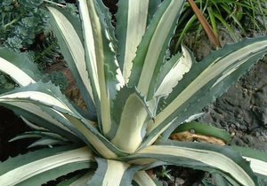 Proprietăți medicinale de floare cu plante agave de plante