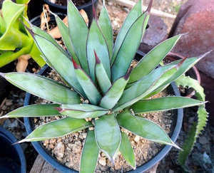 Proprietăți medicinale de floare cu plante agave de plante