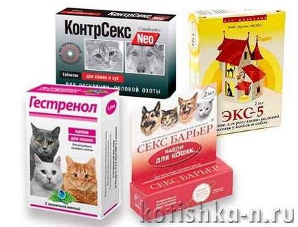 Контрацепція для кішок і препарати контрацептиви - тваринний світ