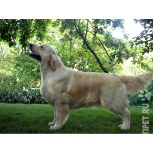 Sindromul radiocular la tratamentul câinilor, ferocoptoza