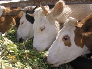 Etetés tehenek az otthoni diéta és előírások, otthon farm