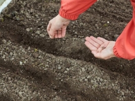 Sfeclă de furaje cele mai bune soiuri și caracteristici ale mașinilor agricole - screen-string - înregistrare online a femeilor