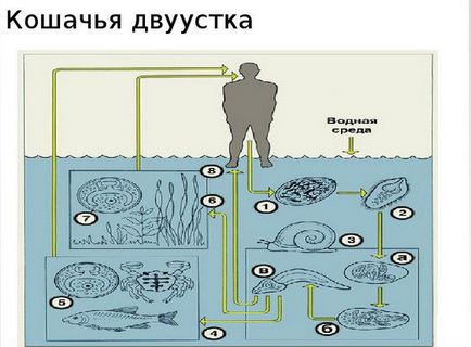 Котяча двуустка у людини симптоми і лікування при зараженні