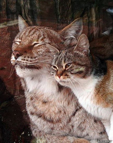 Кішка і рись вже сім років дружать в зоопарку санктрпетербурга