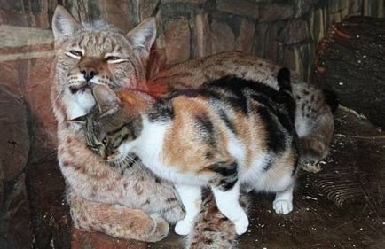 Pisica și râia au fost prieteni timp de șapte ani în grădina zoologică din St. Petersburg
