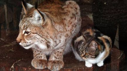 Кішка і рись вже сім років дружать в зоопарку санктрпетербурга