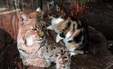 Pisica și râia au fost prieteni timp de șapte ani în grădina zoologică din St. Petersburg