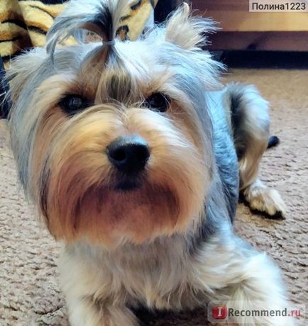 Cosmetica pentru câini espree mătase expoziție conditionat balsam modă arată - 