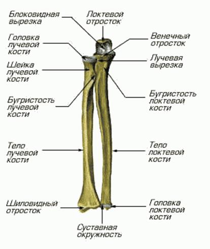 Bones a felső végtag