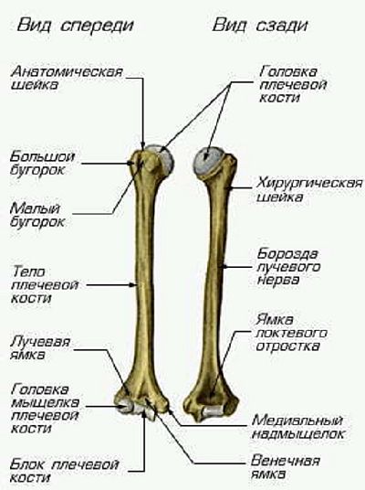 Oasele membrelor superioare