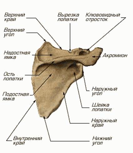 Oasele membrelor superioare