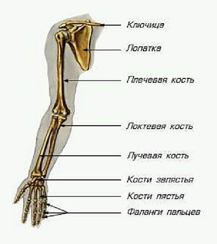 Oasele membrelor superioare