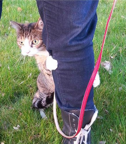 Pisicile sunt șocate de reacția amuzantă a pisicilor la prima plimbare din afara casei, umkra