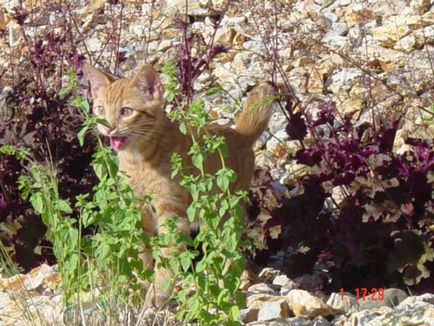 Коти в шоці смішна реакція котів на першу прогулянку за межами будинку, умкра