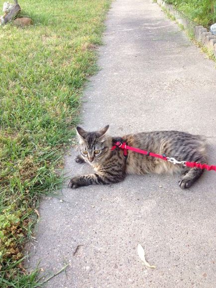 Pisicile sunt șocate de reacția amuzantă a pisicilor la prima plimbare din afara casei, umkra