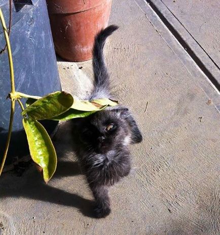 Коти в шоці смішна реакція котів на першу прогулянку за межами будинку, умкра