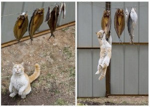 Кот-міліціонер борець з браконьєрами - кототека - найцікавіше про світ кішок