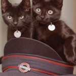 Côte rendőr harcos ellen orvvadászok - kototeka - a legérdekesebb dolog a világon a macskák