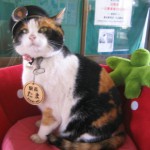Cat luptator cu poticnici - kototeka - cel mai interesant despre lumea pisicilor
