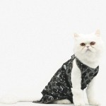 Pisica in haina de iarna a pisicii sau a pisicii 2010-2011, animale