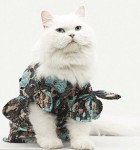Кот в пальто або котяча мода зима 2010-2011, звірята