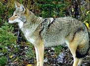 Койот, луговий вовк canis latrans say койот, луговий вовк