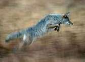 Coioți, lupi de luncă canis latrans spun coioți, lupi de luncă