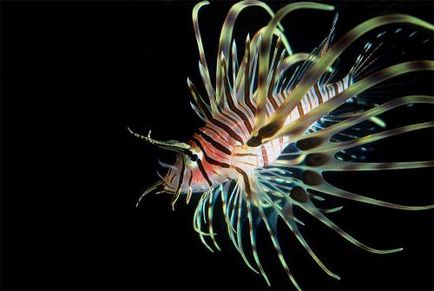 Lionfish (pește) decât periculos