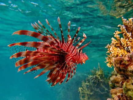 Lionfish (pește) decât periculos