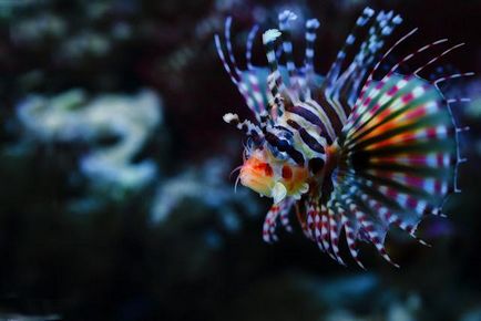 Lionfish (pește) decât periculos