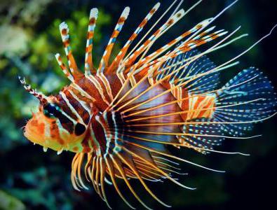 Lionfish (pește) decât periculos