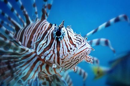 Lionfish (pește) decât periculos