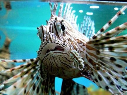 Lionfish - frumuseti otravitoare pentru acvariu