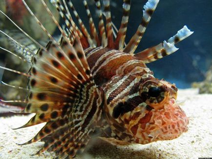 Lionfish - frumuseti otravitoare pentru acvariu