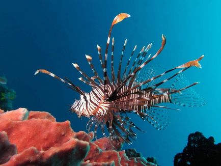 Lionfish - frumuseti otravitoare pentru acvariu