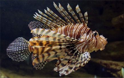 Lionfish - frumuseti otravitoare pentru acvariu