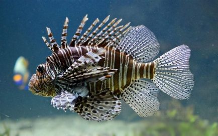 Lionfish - frumuseti otravitoare pentru acvariu